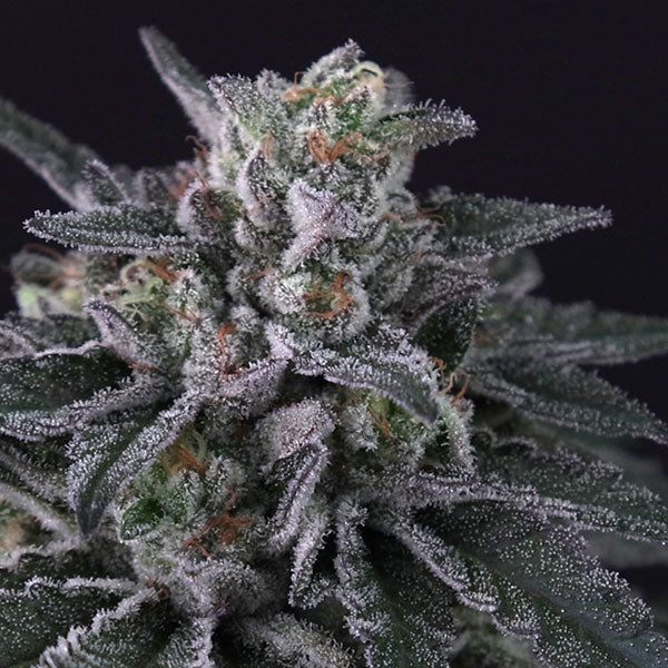 Gulupa  3 u. fem. Paradise Seeds
