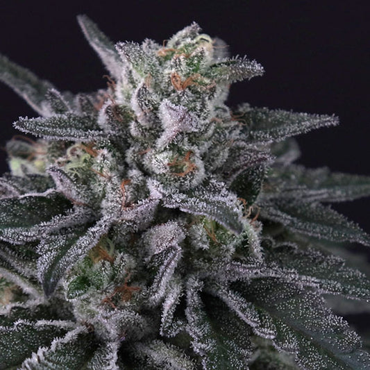 Gulupa  5 u. fem. Paradise Seeds
