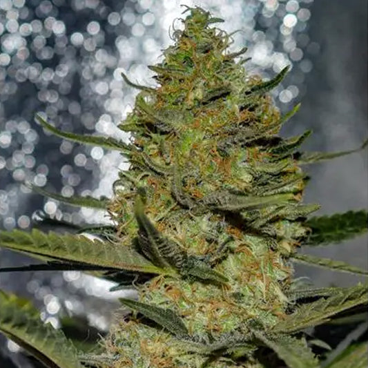 Gus Mints 3+1 u. fem. Vision Seeds