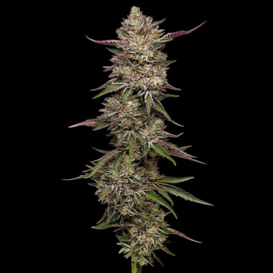 Guzzlerz 3 u. fem Humboldt Seeds Company