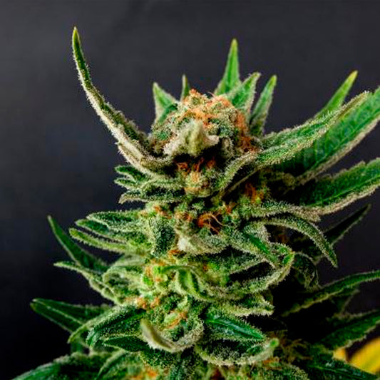 Gypsy Kush  1 u. fem. Kannabia Seeds