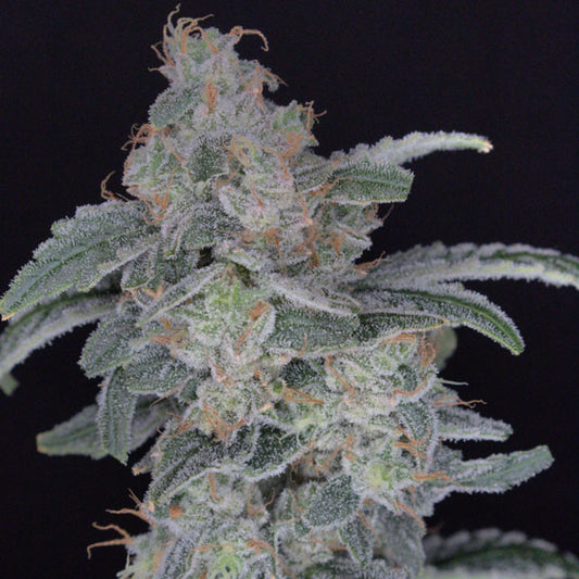 HB Dunkin'z 3 u. fem - USA Line- Pure Instinto