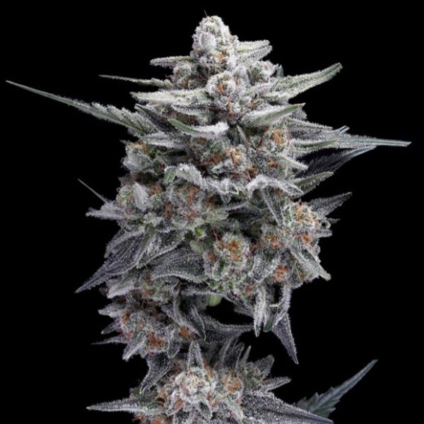 HG23 - Michael Jordan  3 u. fem. DNA Genetics