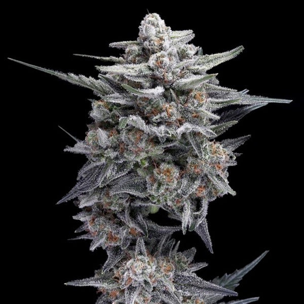 HG23 - Michael Jordan 5 feminized seeds DNA Genetics