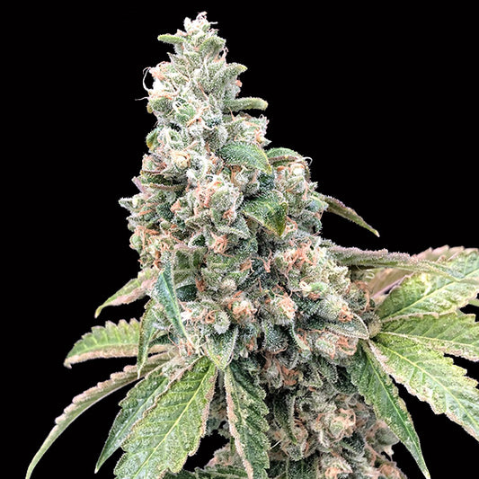 Harlequin CBD 100 u. fem. 00 Seeds