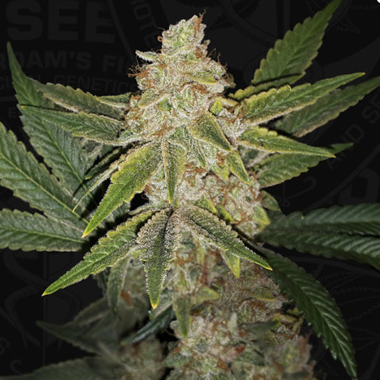 Hazanana 2 u. fem. 710 Limited Pack T.H. Seeds