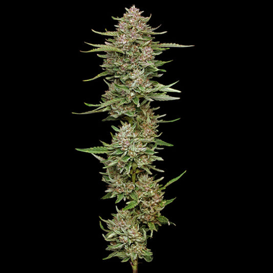 Hella Jelly 5 u. fem Humboldt Seeds Company