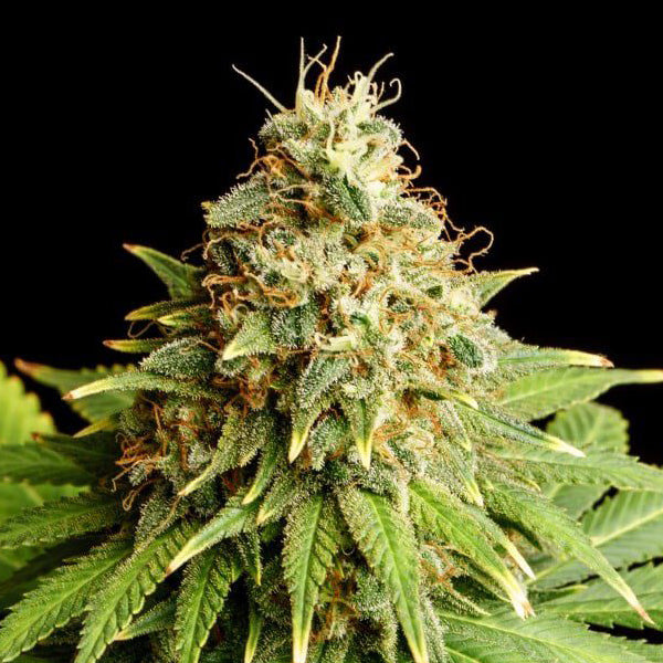 Hellfire Og   1 pc. fem. Kannabia Seeds