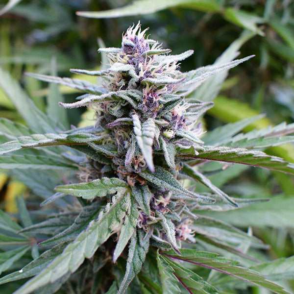 Hi-biscus 5 u. fem Humboldt Seeds Company