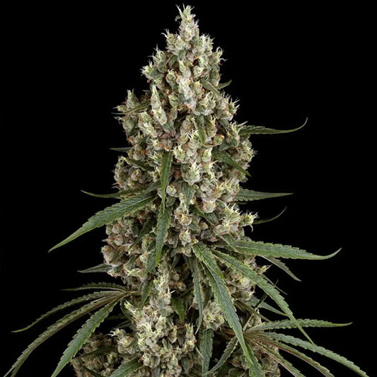 High School Reunion   3 u. fem. Sensi Seeds
