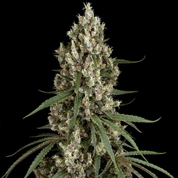 High School Reunion 10 u. fem. Sensi Seeds