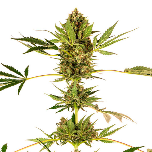 Himalayan CBD 10 pz. fem. Sensi Seeds