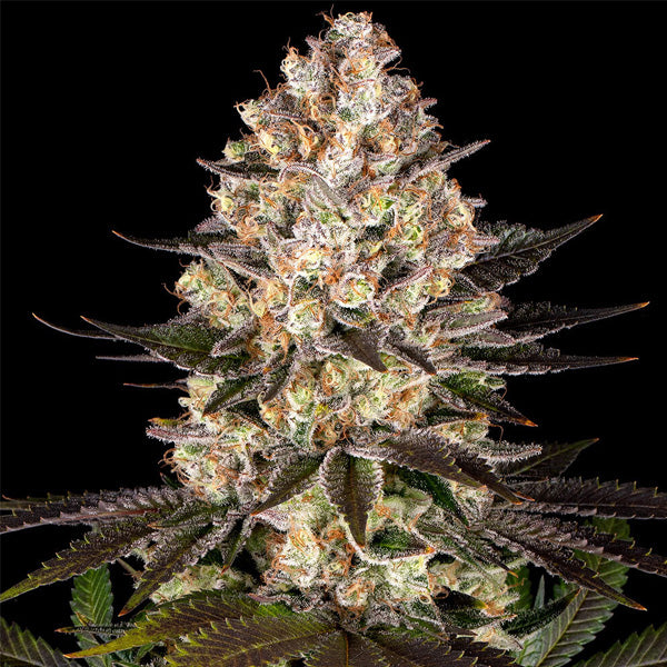 Hindu Kush 3 pk. fem. Barney's