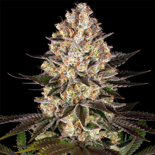 Hindu Kush 5 pcs. fem. Barney's