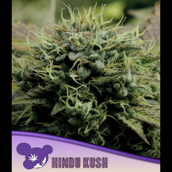 Hindu Kush 10 u. fem Anesia