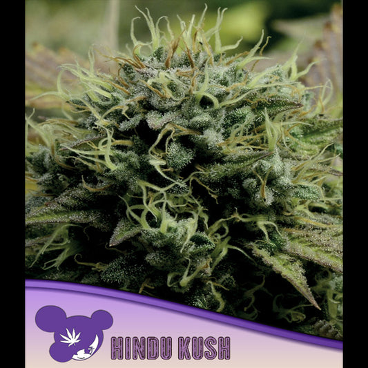 Hindu Kush 10 u. fem Anesia