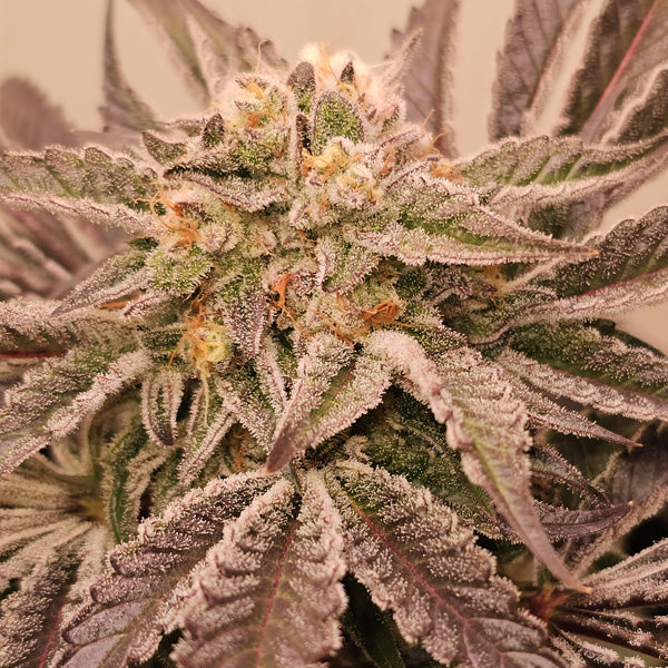 Hindu Runtz 6 pz. fem Karma Genetics
