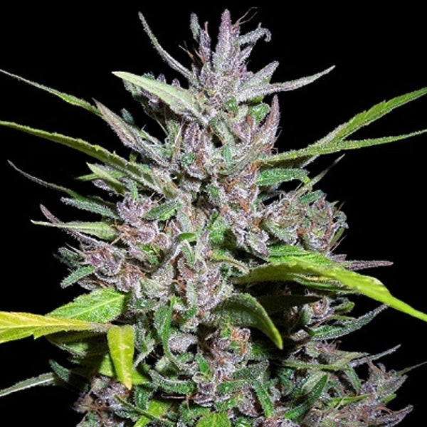Honduras x Panama 5 fem. Ace Seeds