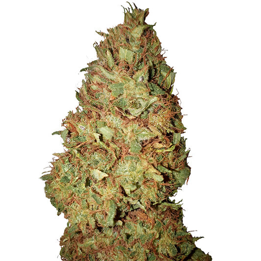 Honey Cookies (0.4/23) 1 pc. fem. CBD+ Buds