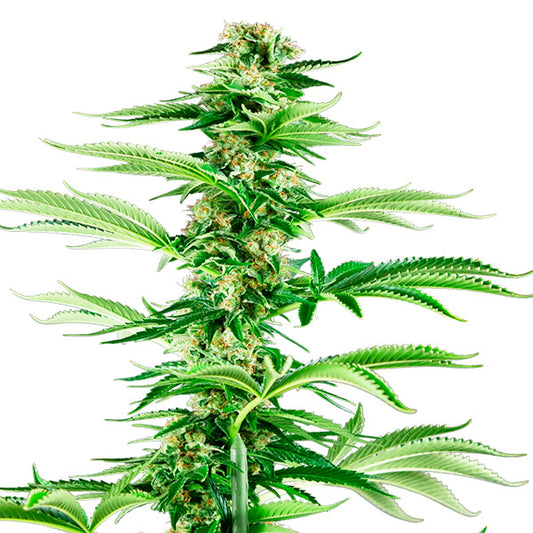 Honey Melon Haze  1 u. fem. Sensi Seeds Research