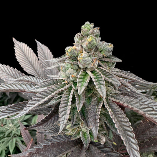 Honey Pam 3 u. fem Limited Edition Gratefull Seeds