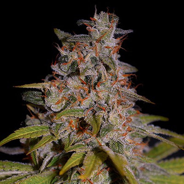 Honey Papaya  5u. G13 Labs
