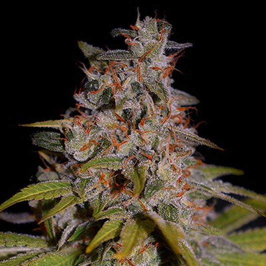 Honey Papaya  5u. G13 Labs