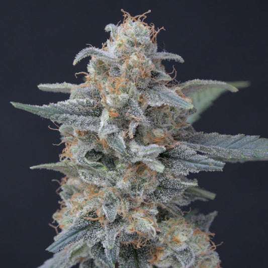 Honeyed Cream Dream 3 u. fem - USA Line- Pure Instinto