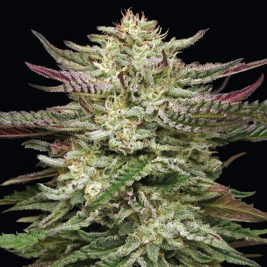 Humboldt Headband 5 u. fem Humboldt Seeds Company