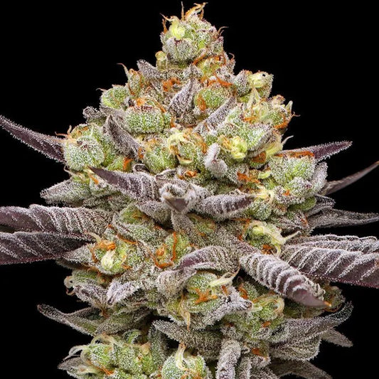 Hyper Za  3 u. fem Humboldt Seeds Company