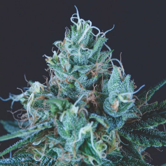 Ice Cream 3 u. fem. Pyramid Seeds