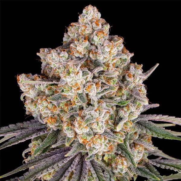 Ice Cream Cake 5 u. fem. Barney's