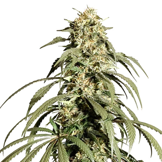 Ice Cream Haze   3 u. fem. Dutch Passion