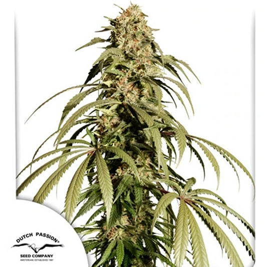 Ice Cream Haze   5 u. fem. Dutch Passion