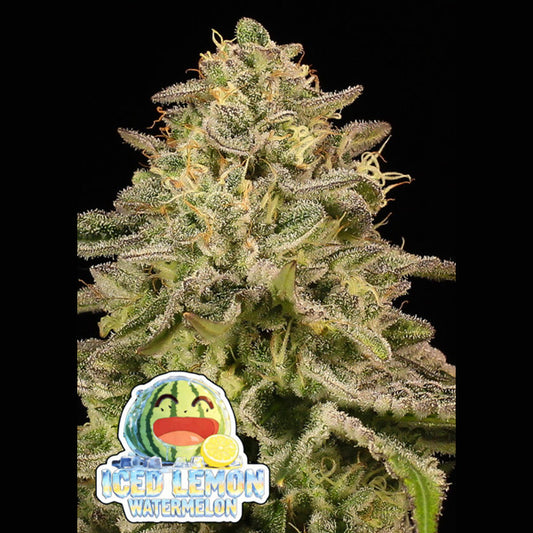 Iced Lemon Watermelon  5 u. fem Anesia