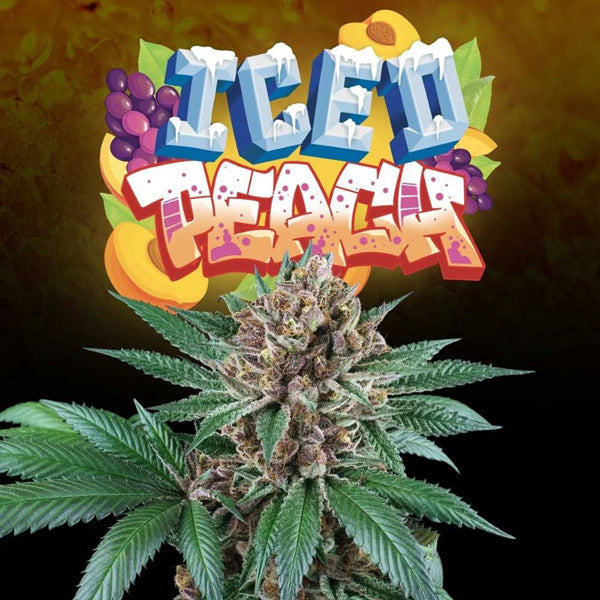 Iced Peach 3+1 seeds fem Perfect Tree