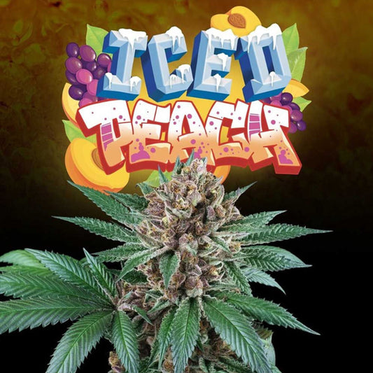 Iced Peach 6 pc. fem Perfect Tree
