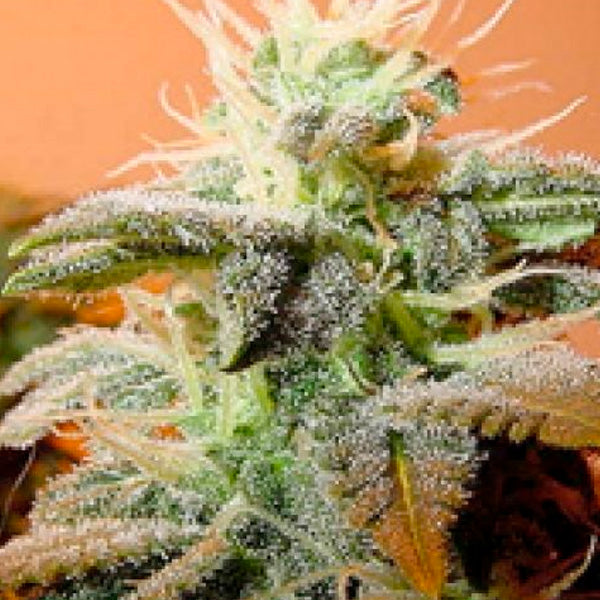 Indoor Mix 4 pz. fem. Female Seeds