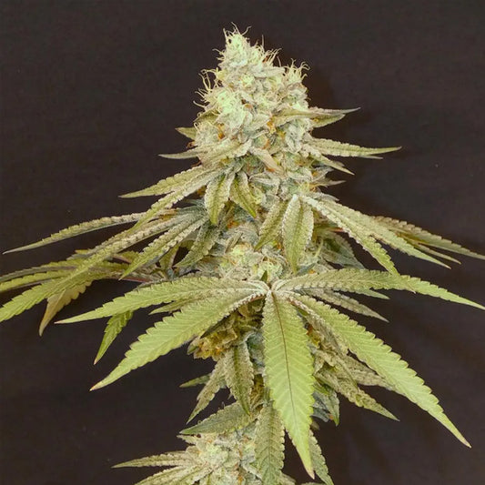 Izozki Boom  3+1 Bask Triangle Farms