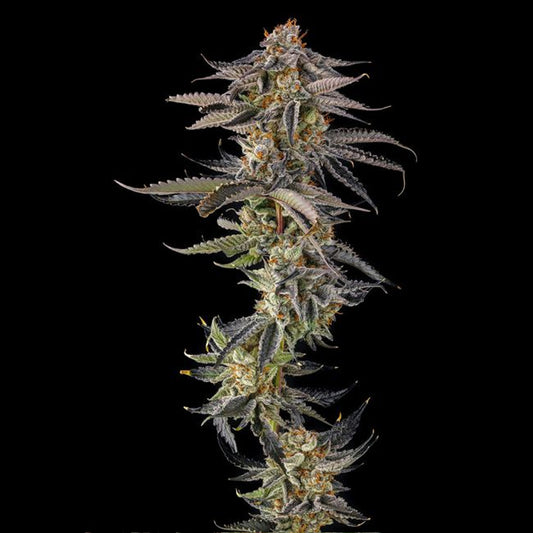 JAHrassic :  JAHmagic x Black Amber  - 7 u. Fem Compound Genetics