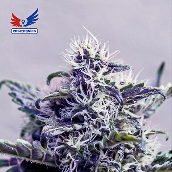 Jack Diesel CBD 5u. fem. Positronics Seeds
