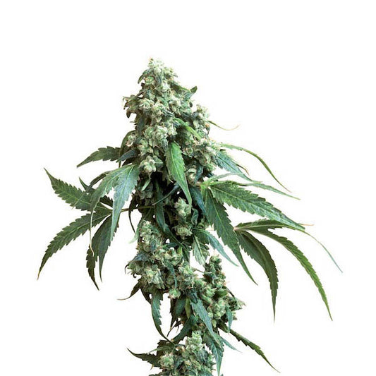 Jack Flash #5- 10 u. fem. Sensi Seeds