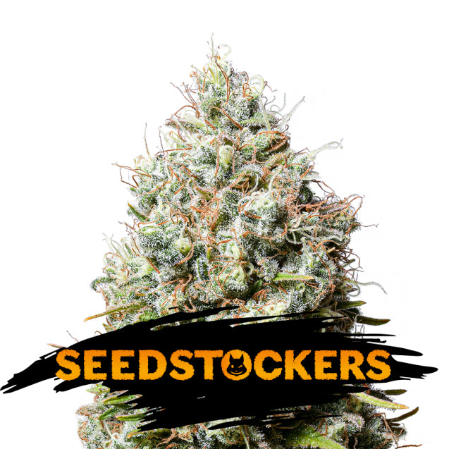 Jack Herer fem. 5 w. Seedstockers