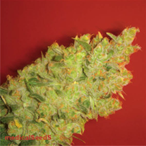 Jack La Mota 3 pz. fem. Medical Seeds