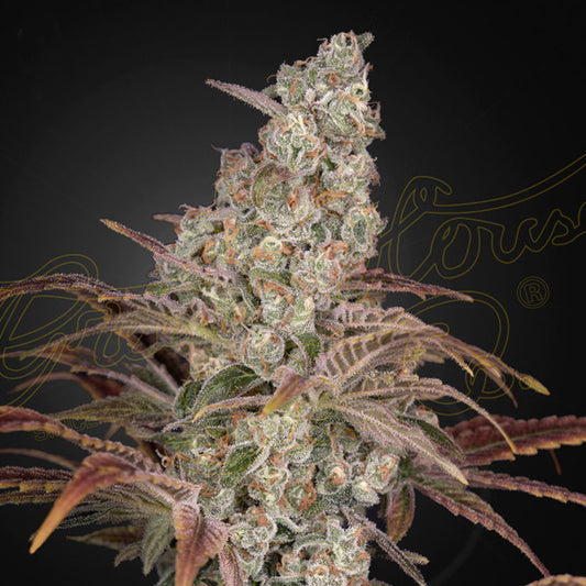 Jack´s Dream  1 u. fem. Green House