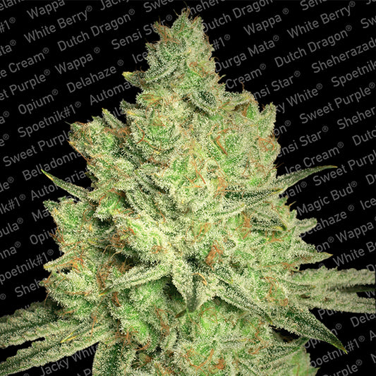 Jacky White 5 u. fem. Paradise Seeds