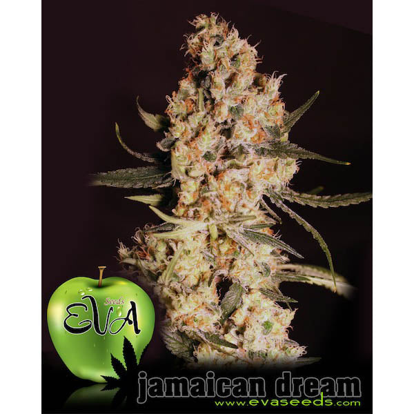 Jamaican Dream 3+1 pc. fem. Eva Seeds