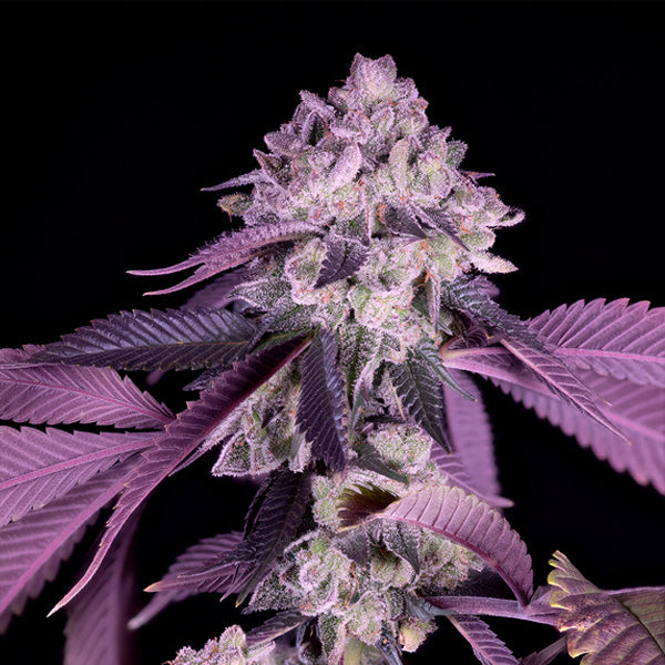 Jealousy  10 u. fem Sacred Terps