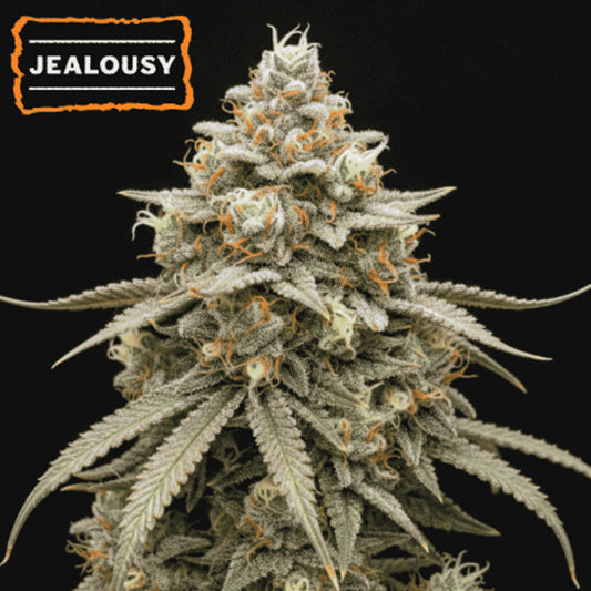 Jealousy fem. 15 pc. Seedstockers