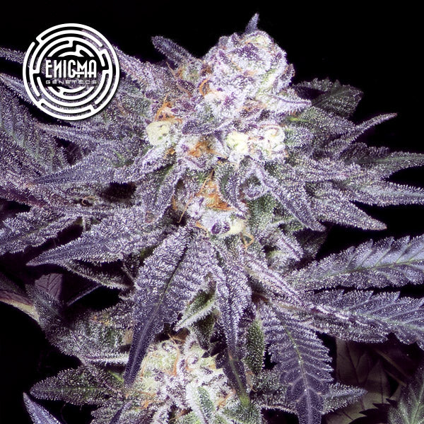 Jealousy 54 - 6 u. fem Enigma Genetics